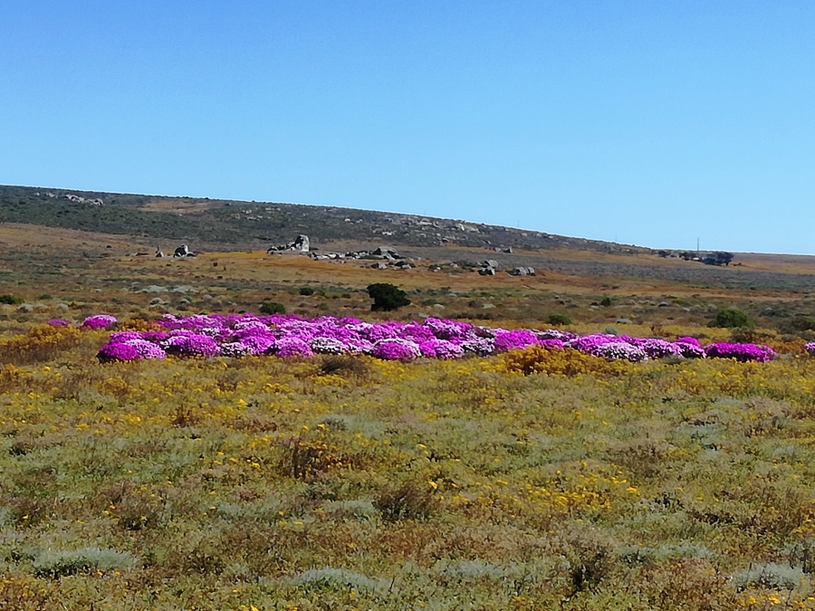 2 Bedroom Property for Sale in Steenbergs Cove Western Cape